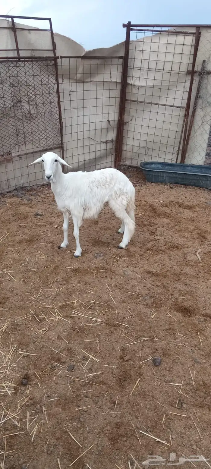 رخال  شحم شرط 2