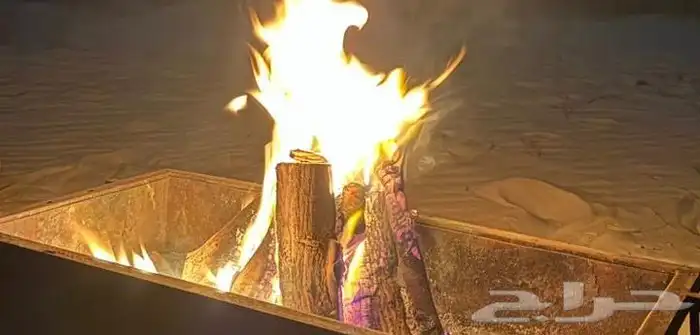 حطب زيتون افريقي 2