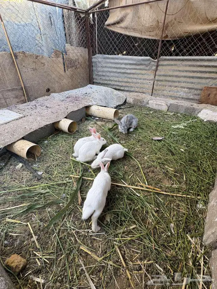 ارانب للبيع 2