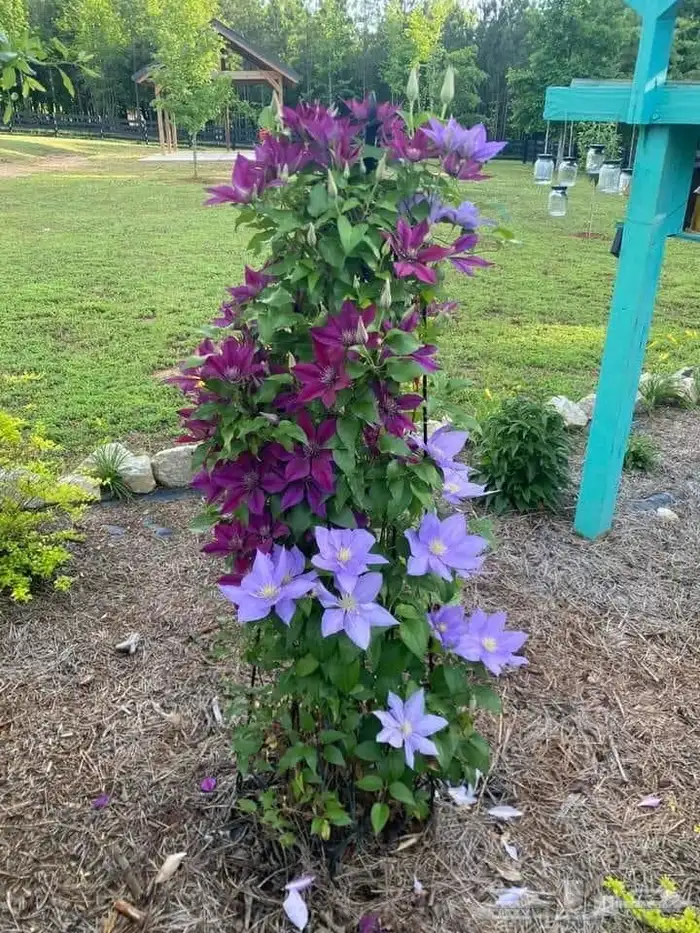 تنسيق الحدائق المنزلية 24