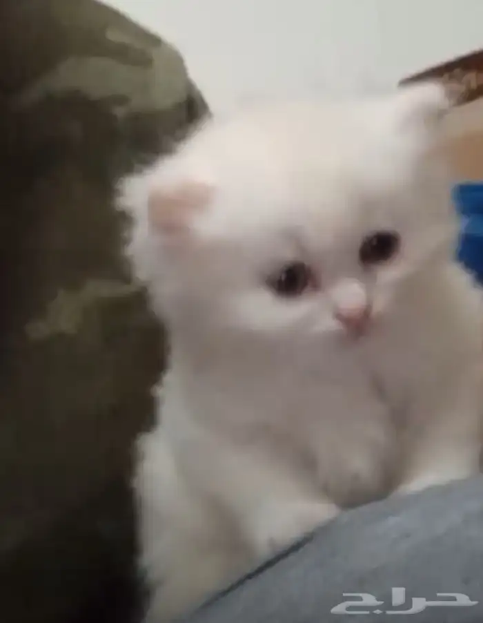 قطط للبيع شيرازي هملايا 3