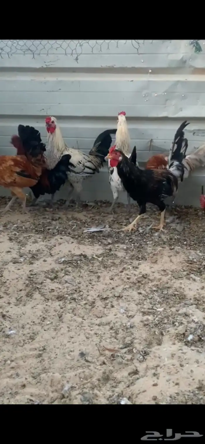 ديوك عربي وترثه 4