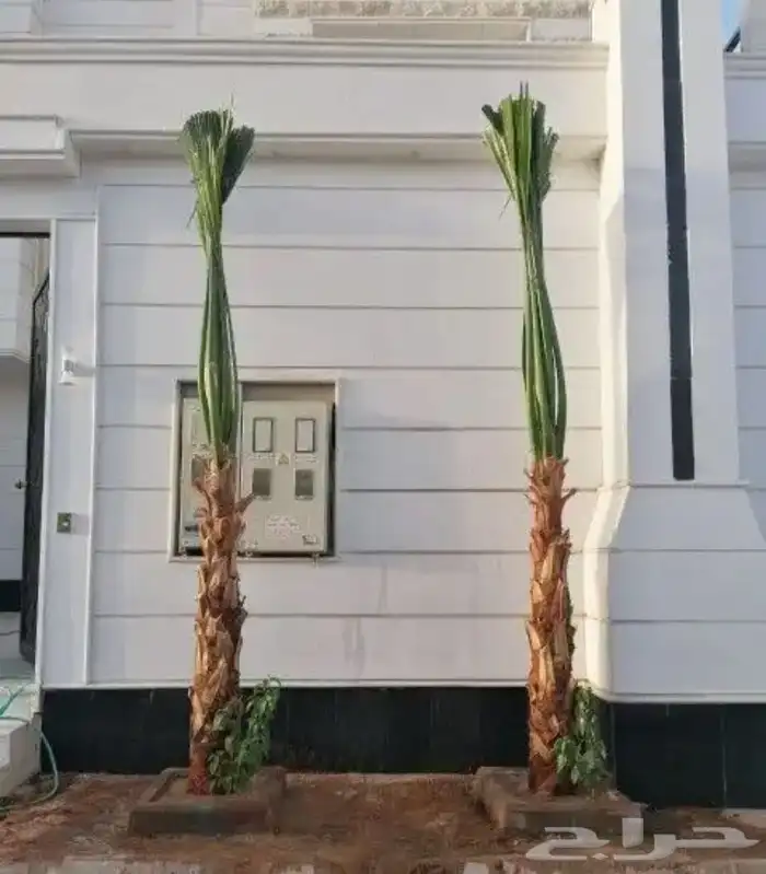 تنسيق الحدائق المنزلية 13