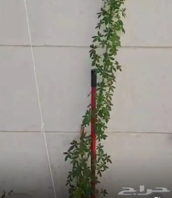 تنسيق الحدائق المنزلية 23