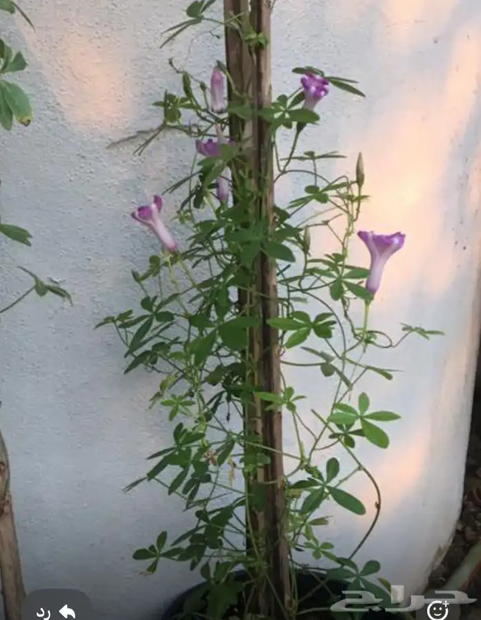 تنسيق الحدائق المنزلية 0