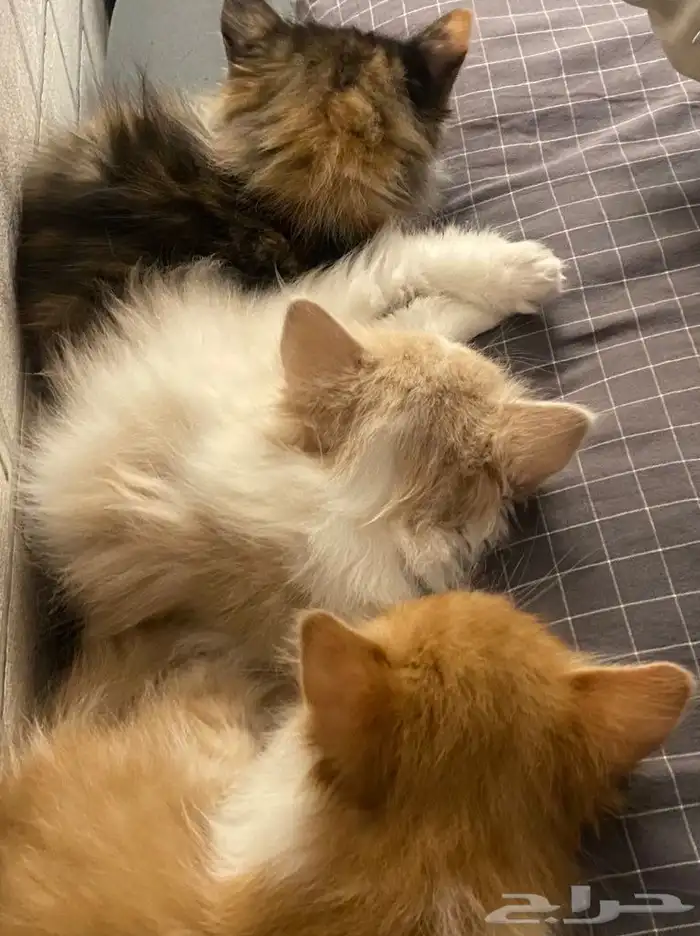 قطتين للبيع 3