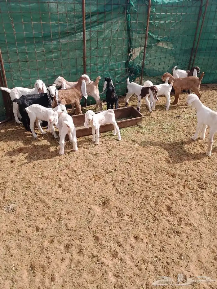 دواغير تيوس وجفار بهم 0