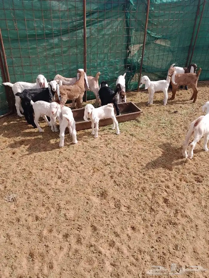 دواغير تيوس وجفار بهم 3