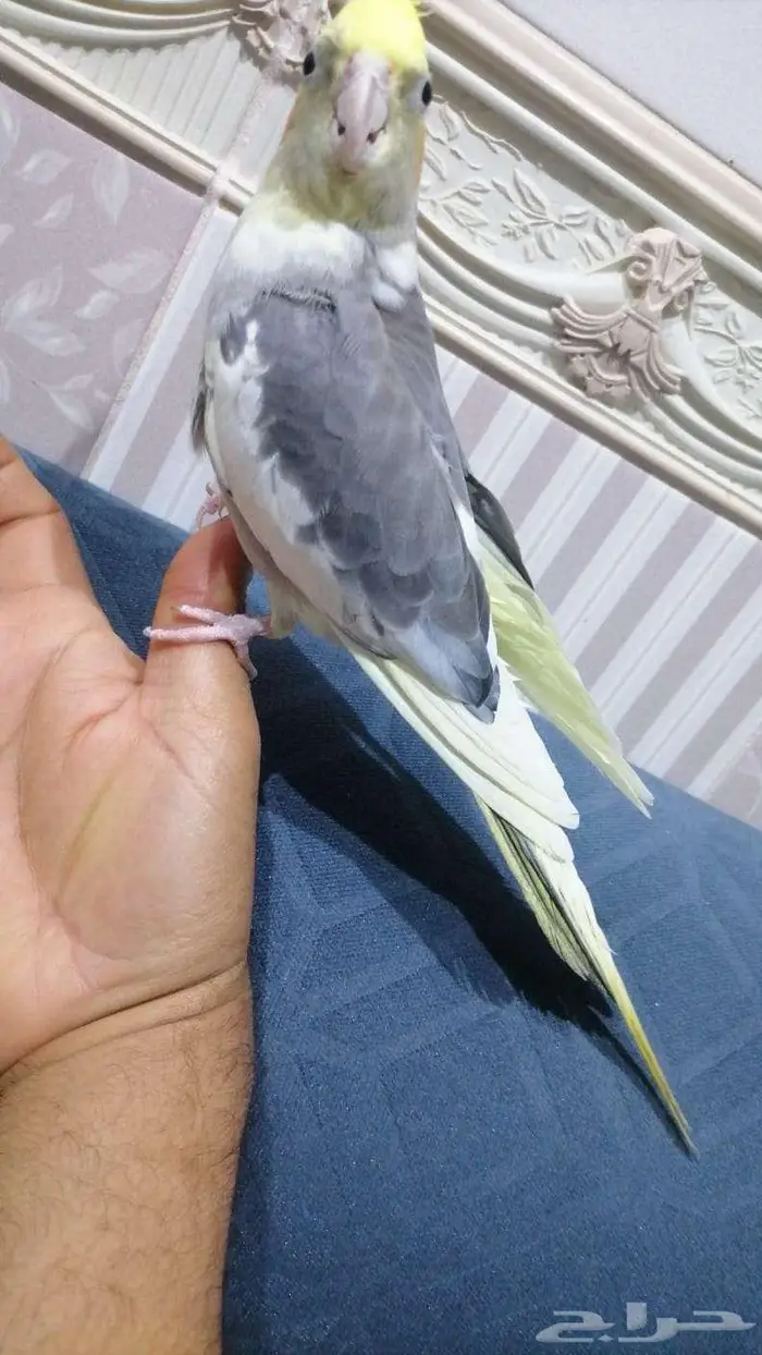 للبيع كروان اليف متكلم 2