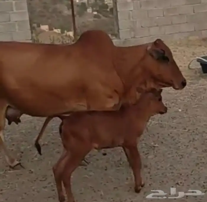 بقره للبيع 1