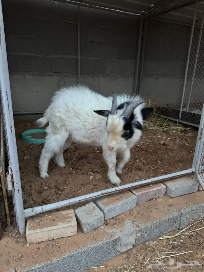 تيس قزم امريكي 2