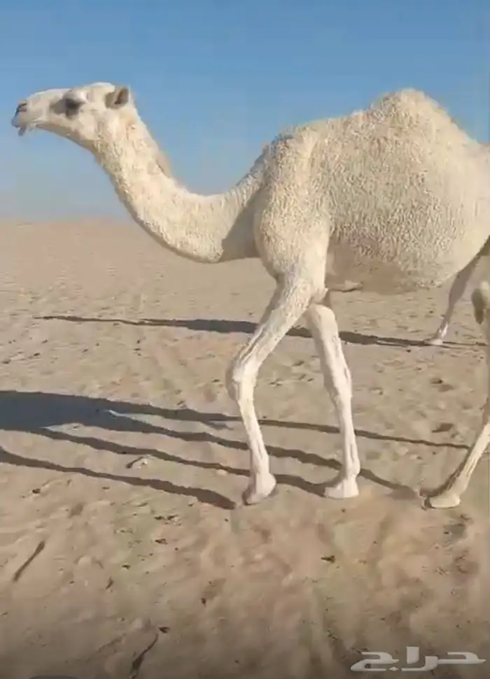 حقايق كفو رمانيات 0