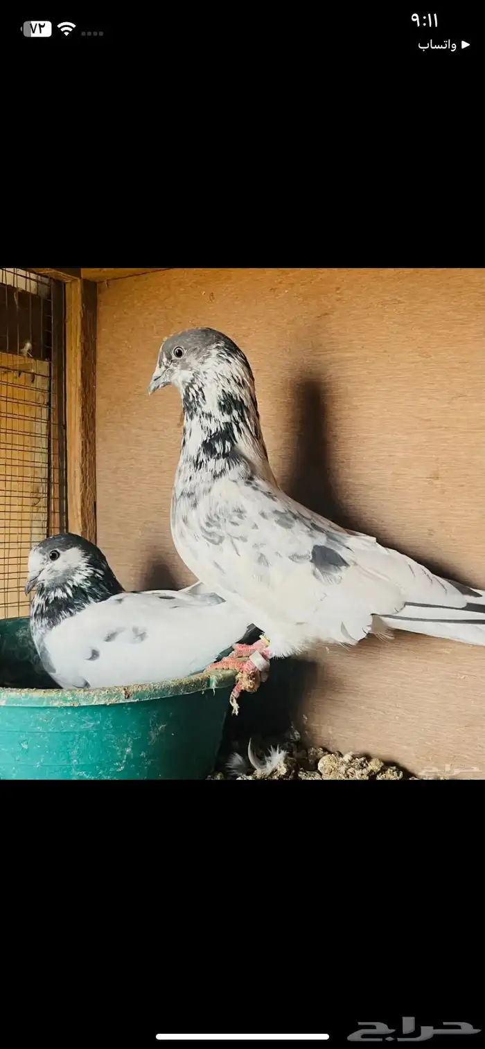 حمام باكستاني باتيرا 0