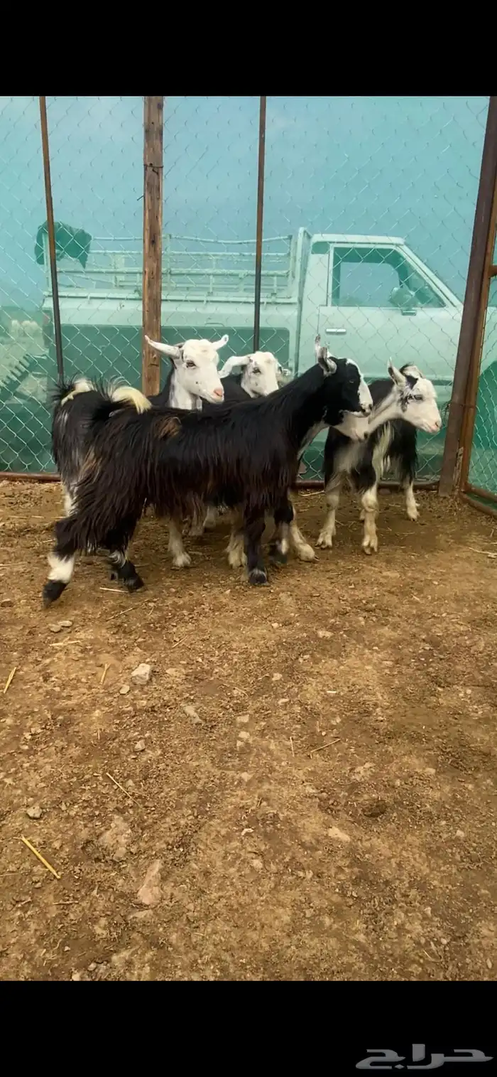 تيوس ذبايح 1