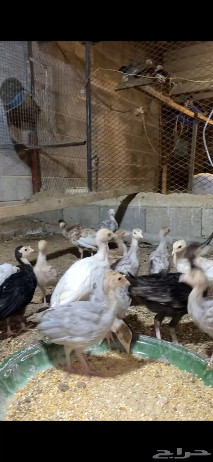 فروخ دجاج رومي 5