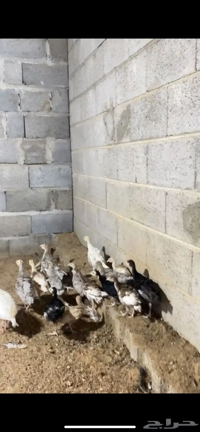 فروخ دجاج رومي 0