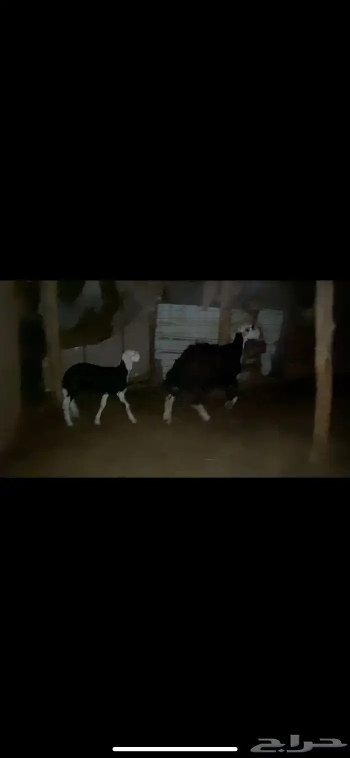 للبيع نجديه والد 0