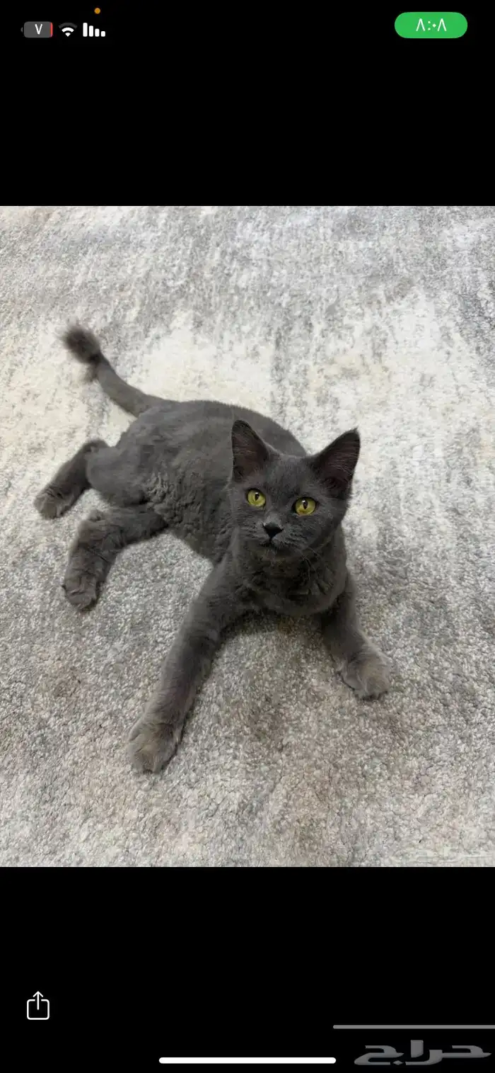 قطو للبيع بريطاني لون رمادي مادري شيقصد ب سكوتش 1