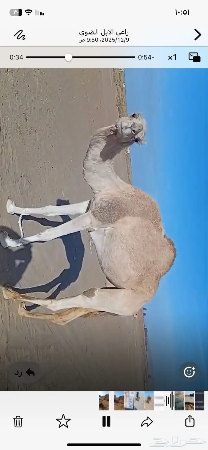 رحول للبيع 2