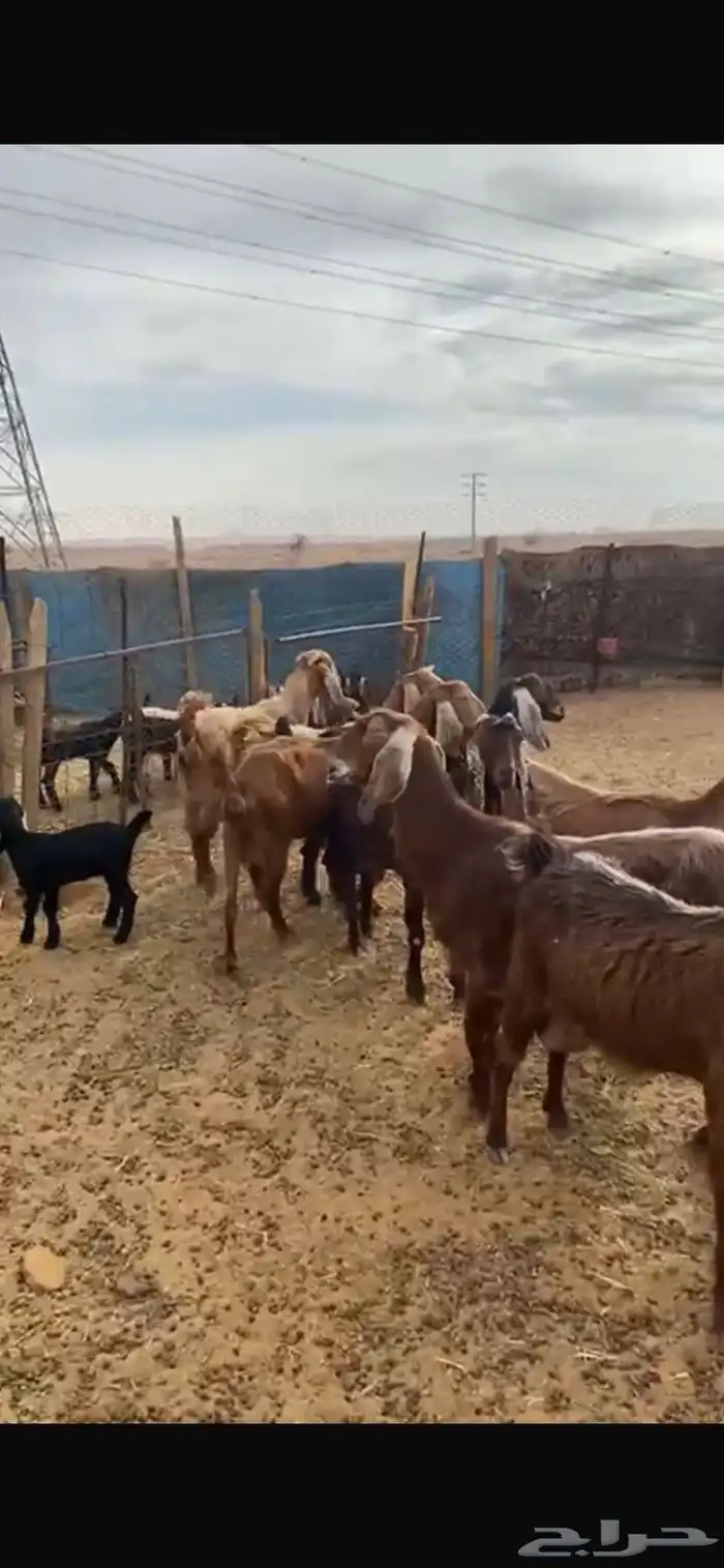 8 معها 15 معزا مصريات 11