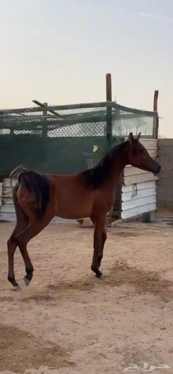 مهره شعبيه من فواخر الشعبيات 1