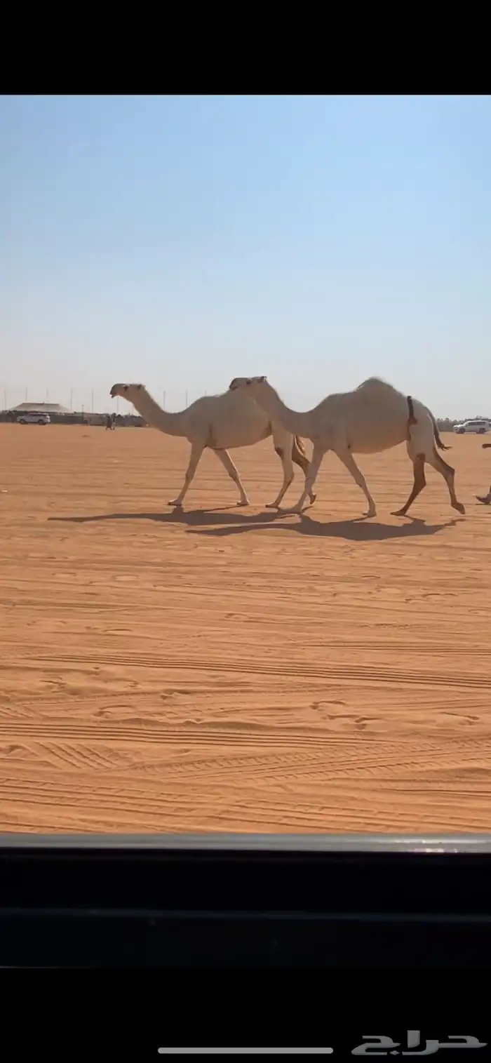 ضروبه مصعد بكر ولقحه رباع 0