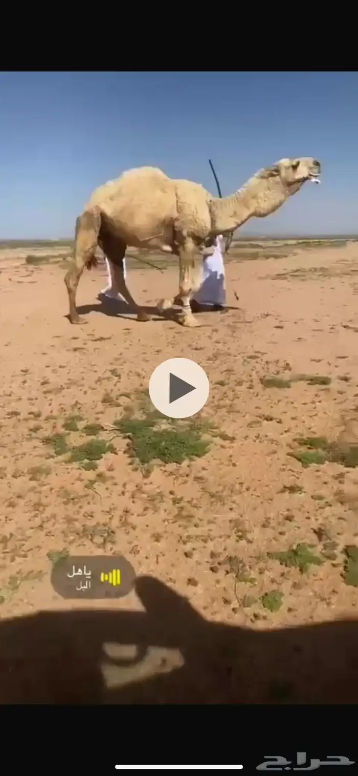 للبيع باتلي منتج والصوره الثانيه بنته البيع على البعير فقط 0