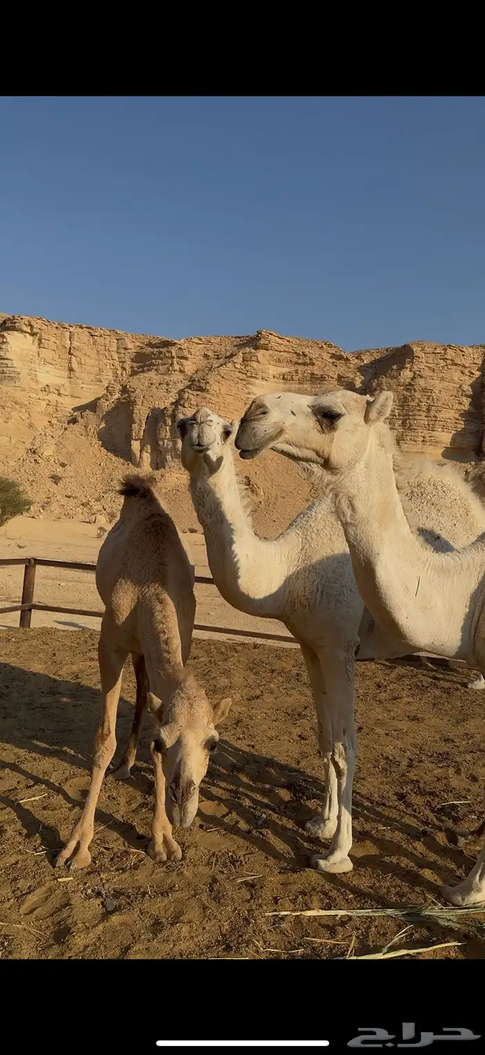 ابل جمله العدد 5 4