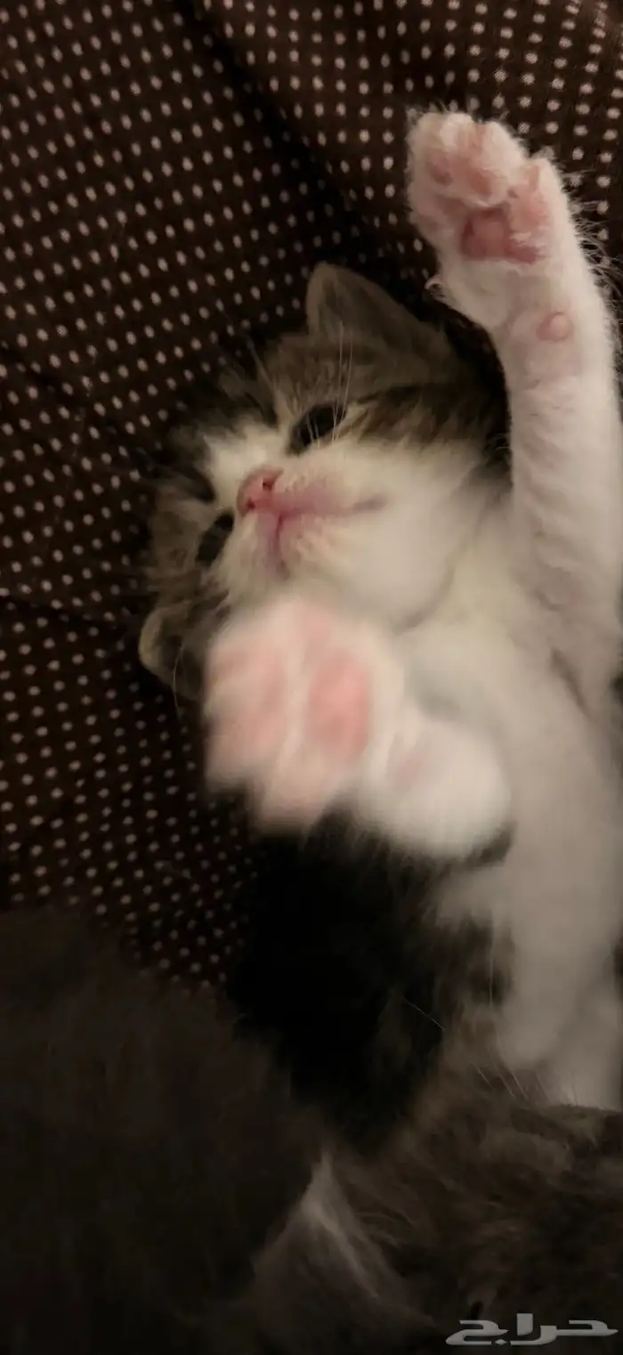 قطط للبيع في الوان ثانيه الموقع جازان أبوعريش فقط250 ريال 0