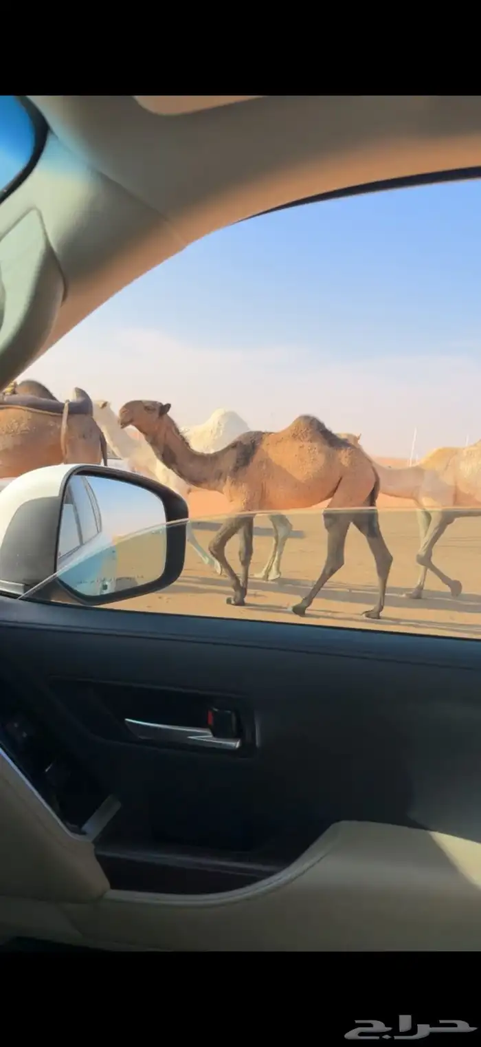 بكره صفرا كفو مفروده في الصياهد 2