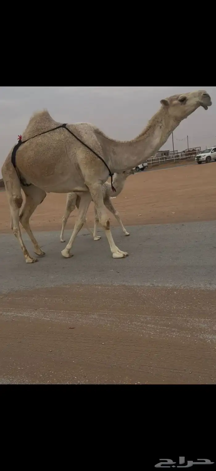 خلفه بكر حدرها بكره 1