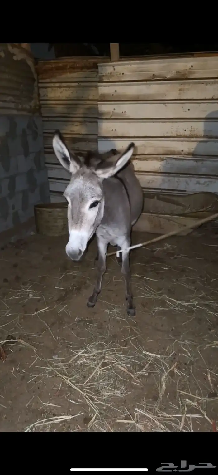 حماره انثى للبيع توها جحشه صغير فلعمر 10 او 11 شهر 2