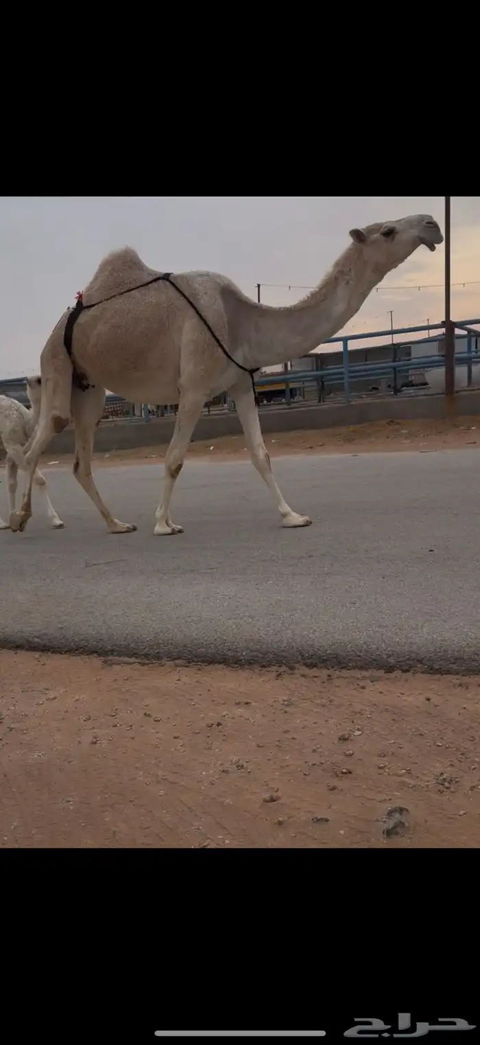 خلفه بكر حدرها بكره 2