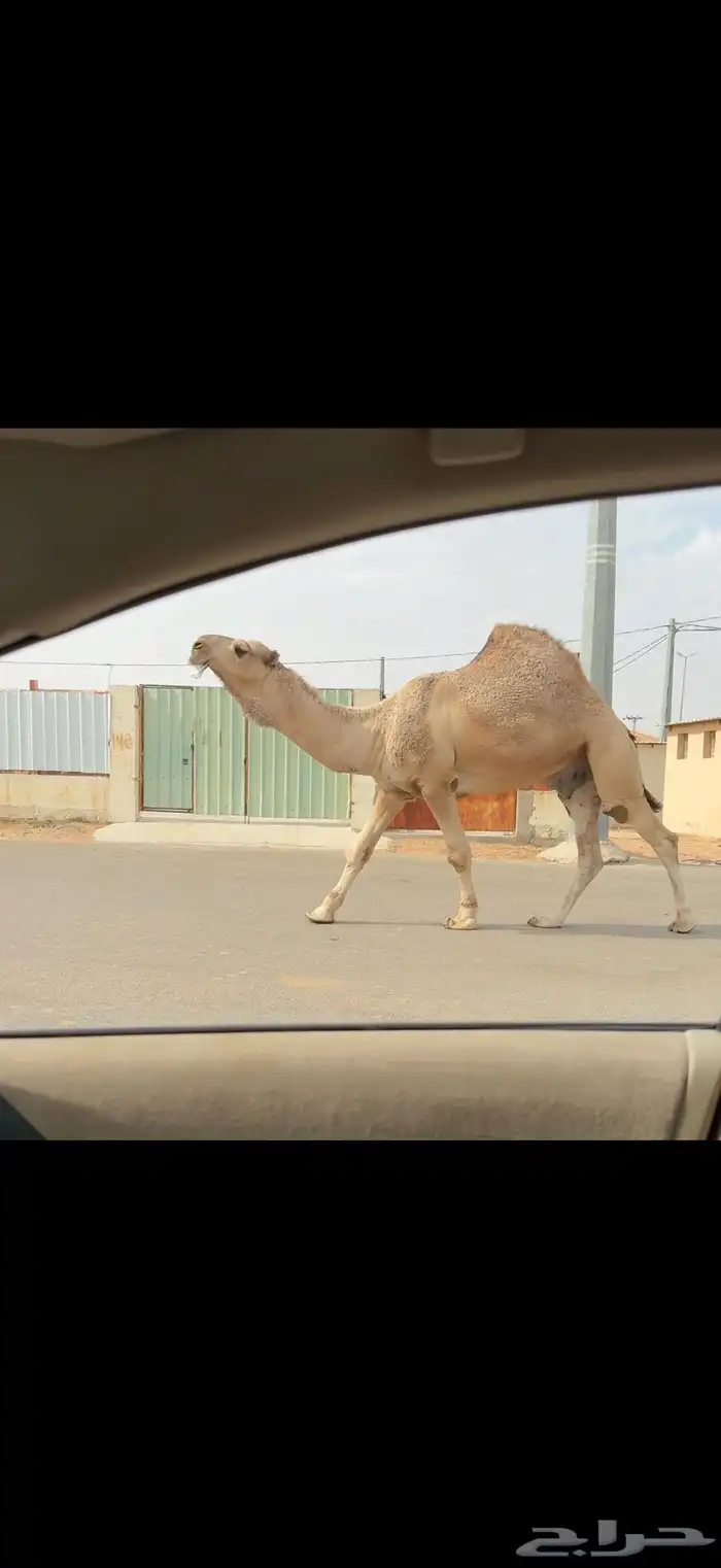 فحل اشقح عقابي 6