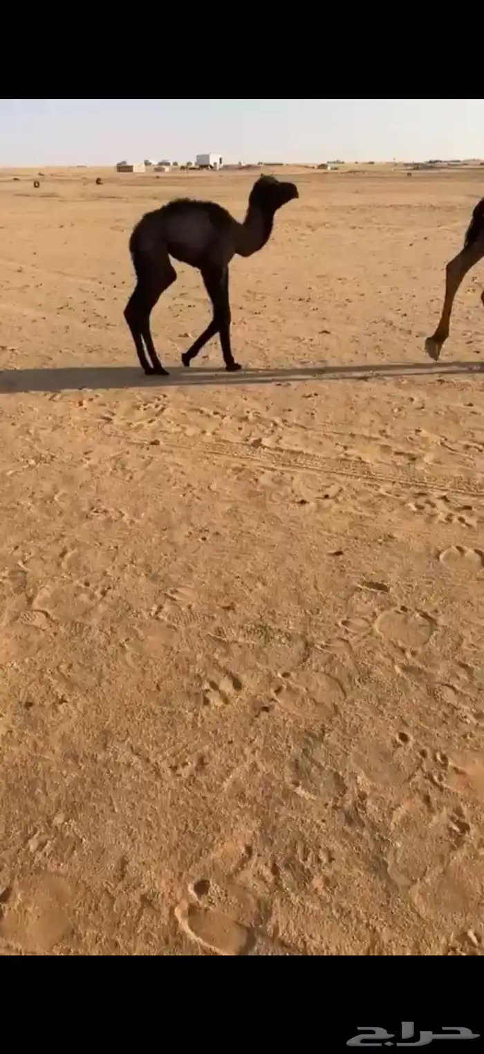 خلفه هديه رباع 2