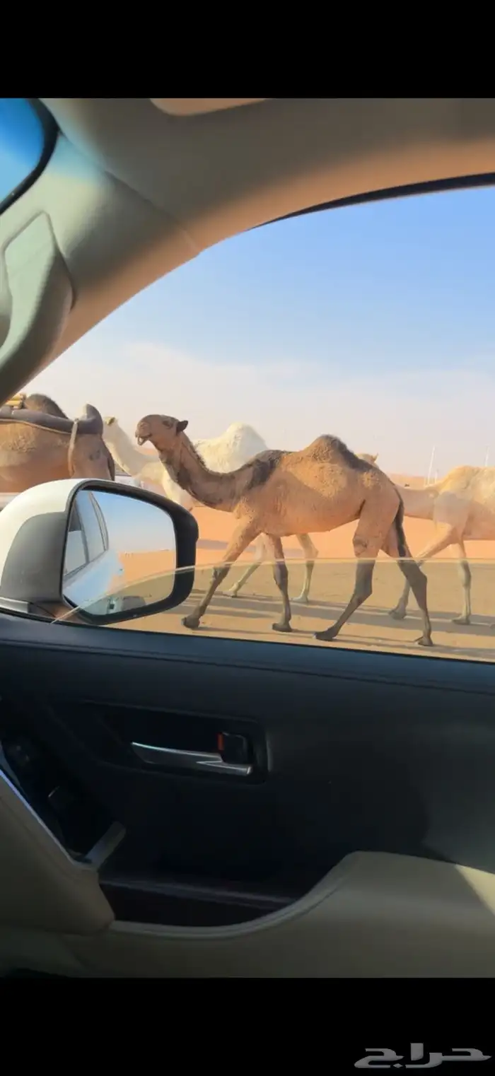 بكره صفرا كفو مفروده في الصياهد 0