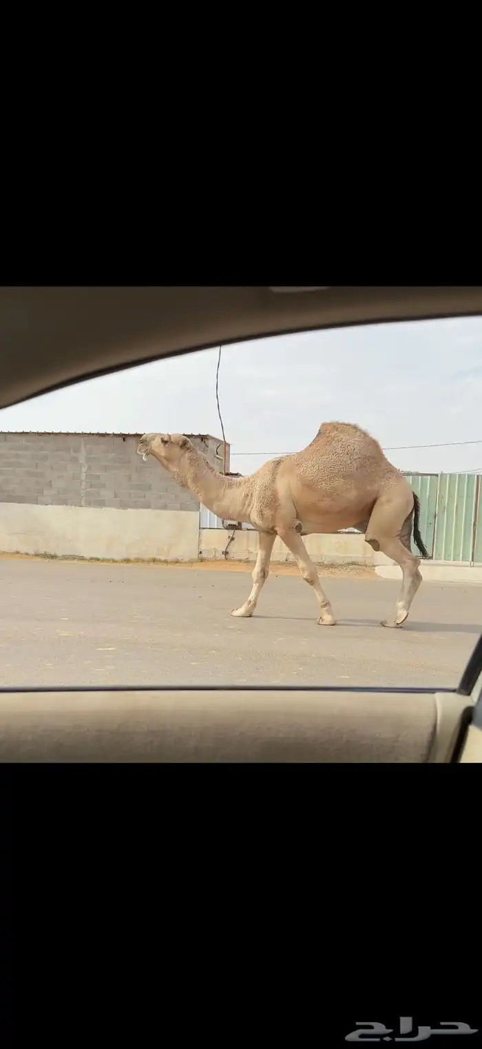 فحل اشقح عقابي 3