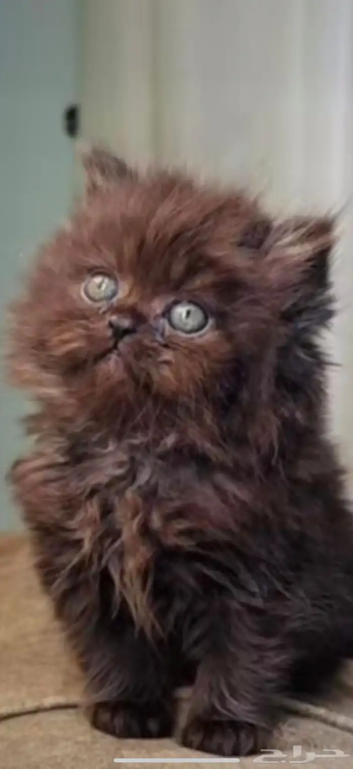 قطط للبيع في الوان ثانيه الموقع جازان أبوعريش فقط250 ريال 1