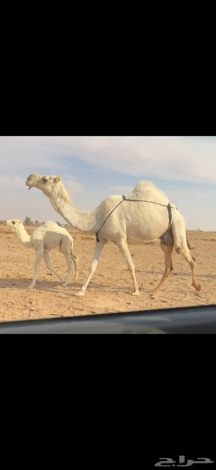 الخلفه الوضحا الكفو 0