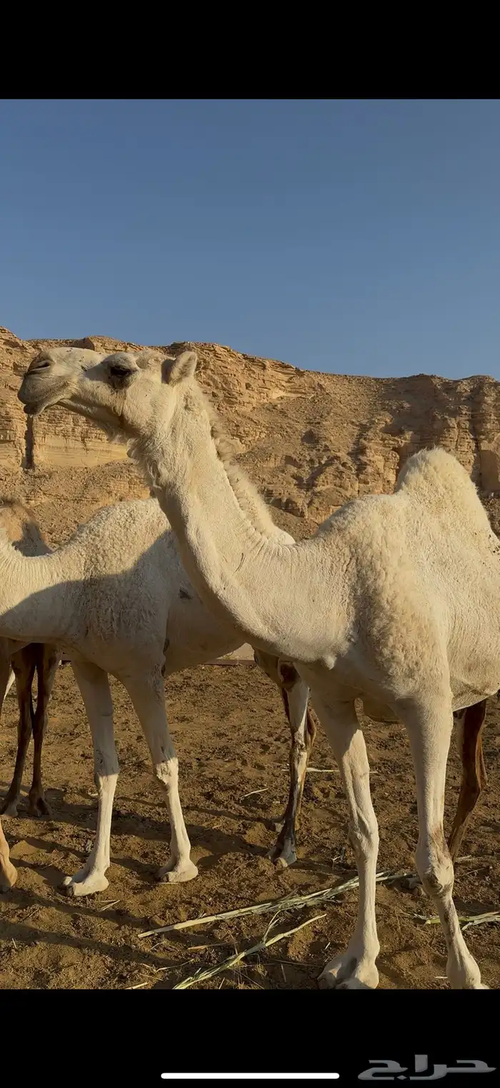 ابل جمله العدد 5 3