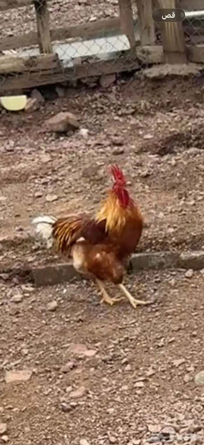 للبيع صوص دجاج لوهمان براون الماني بيور 2