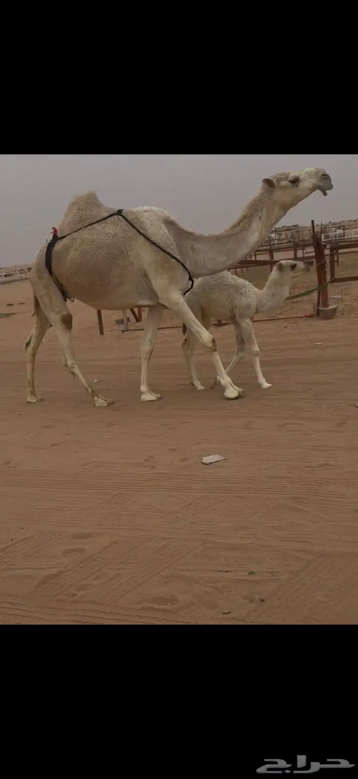 خلفه بكر حدرها بكره 3