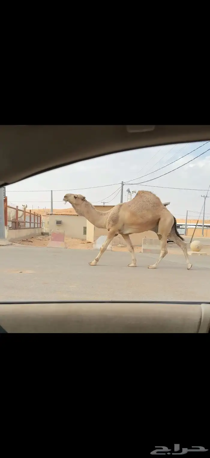 فحل اشقح عقابي 0