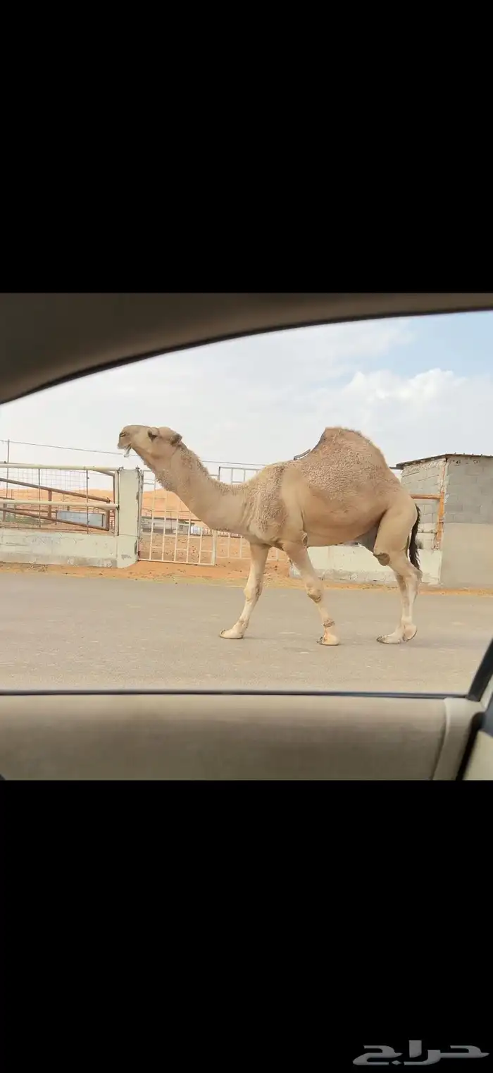 فحل اشقح عقابي 9