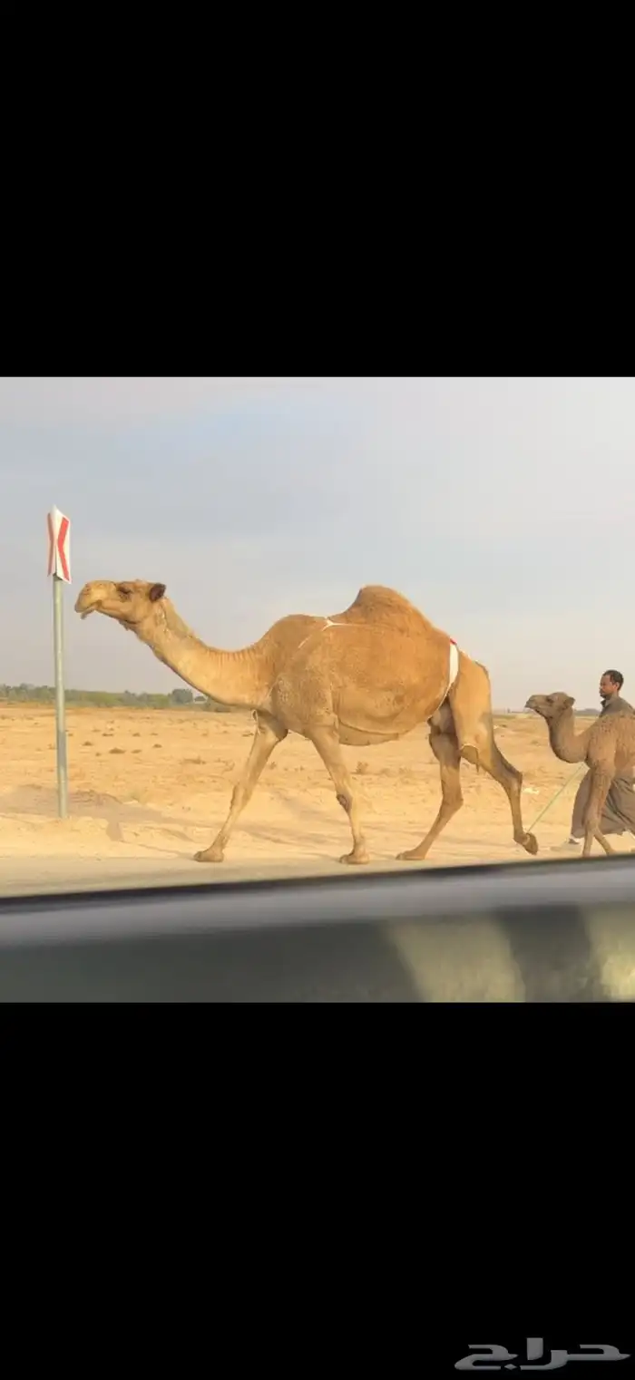 الخلفه الشعلا الكفو 0