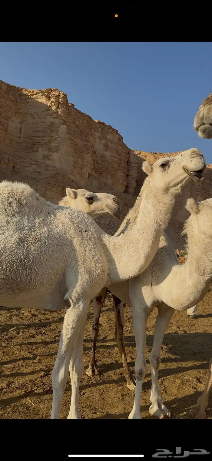 ابل جمله العدد 5 0