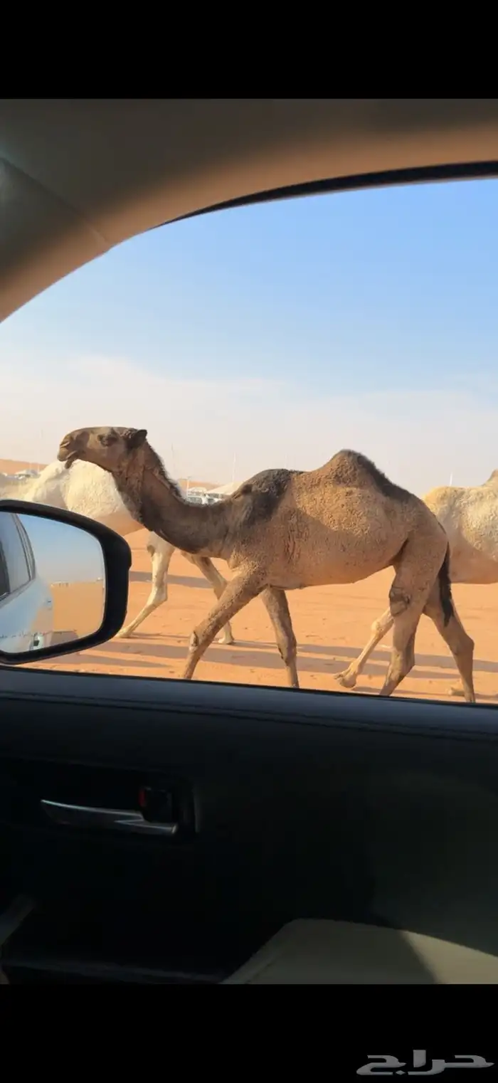 بكره صفرا كفو مفروده في الصياهد 1