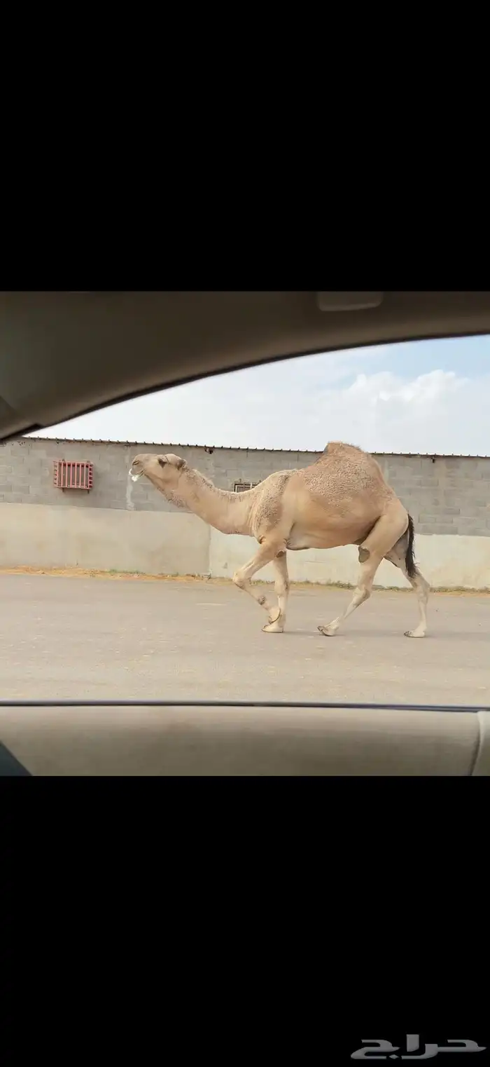 فحل اشقح عقابي 4