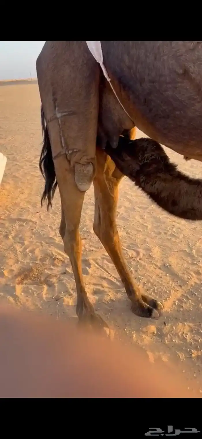 خلفه هديه رباع 0