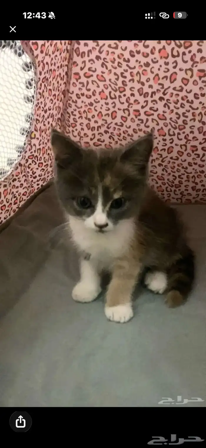 قطه للبيع بسة 1